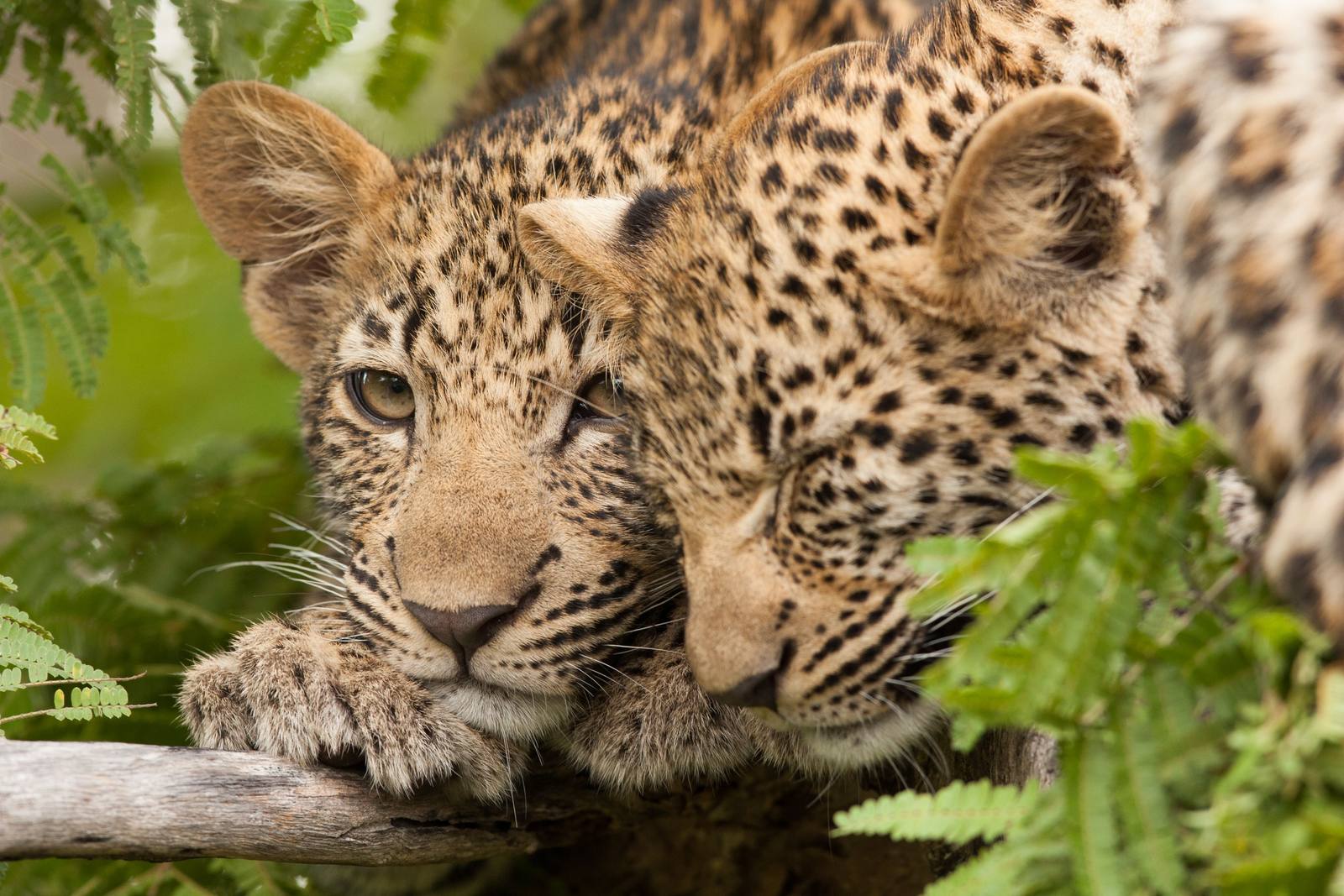 Two young leopards resting on a branch, Sabi Sand private reserve
