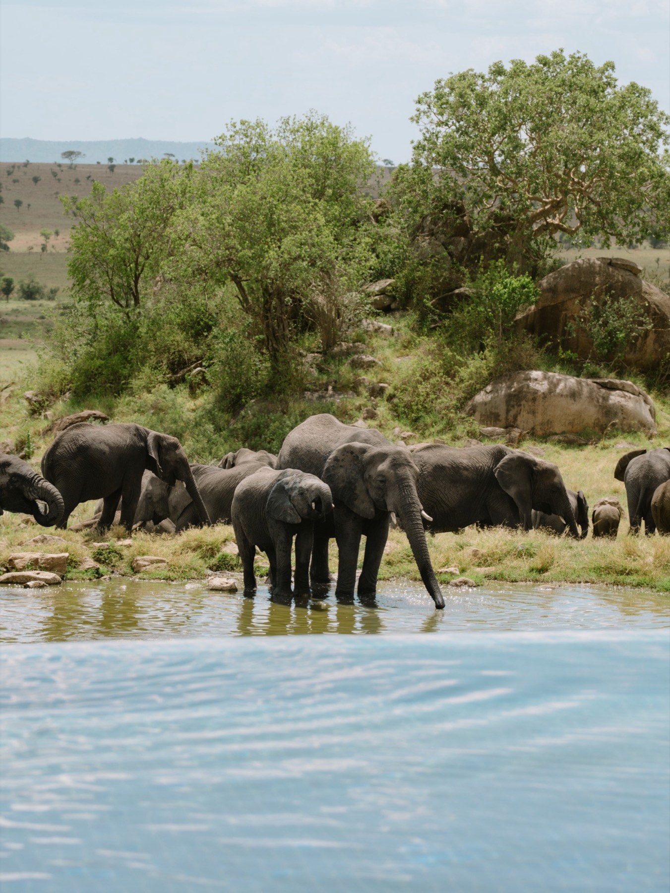Elephants drinking at the edge of the pool at Four Seasons Safari Lodge Serengeti