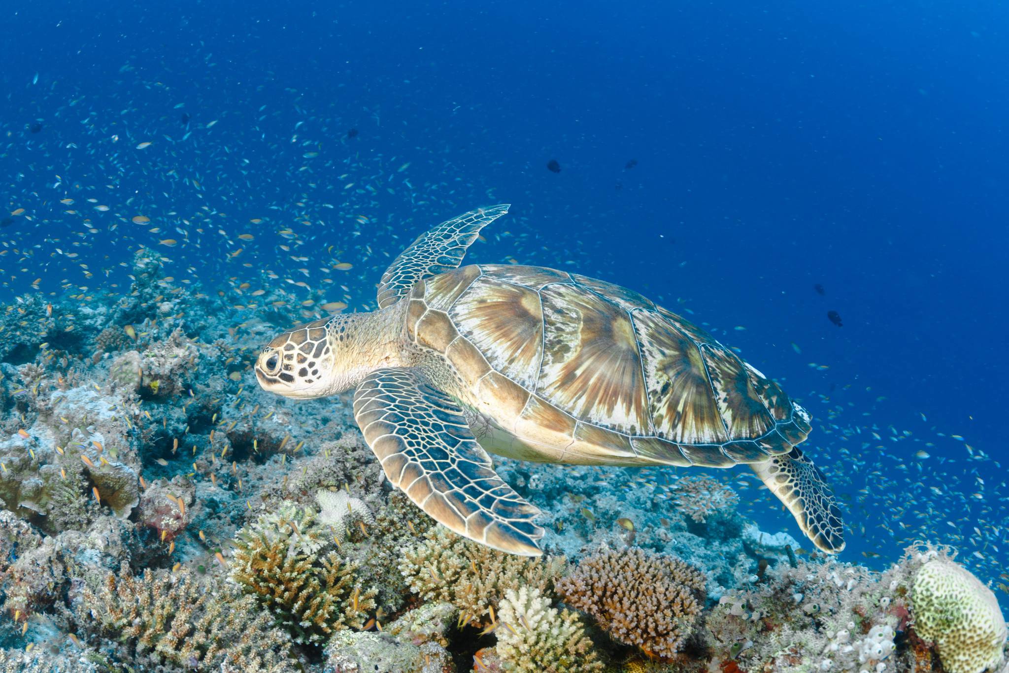 Sea turtle off Mafia Island