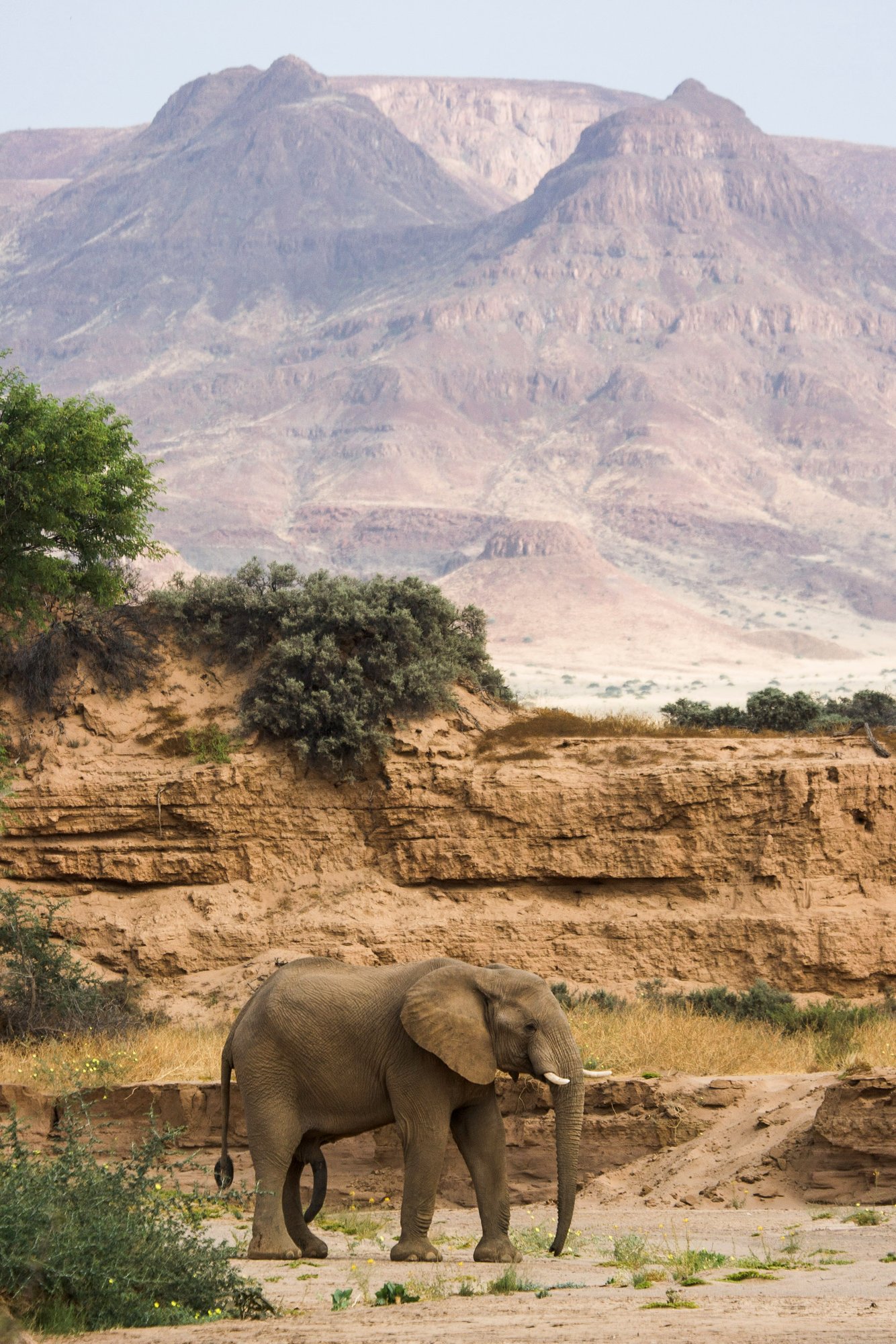Desert-adapted elephants in the dry riverbeds of Damaraland, Namibia