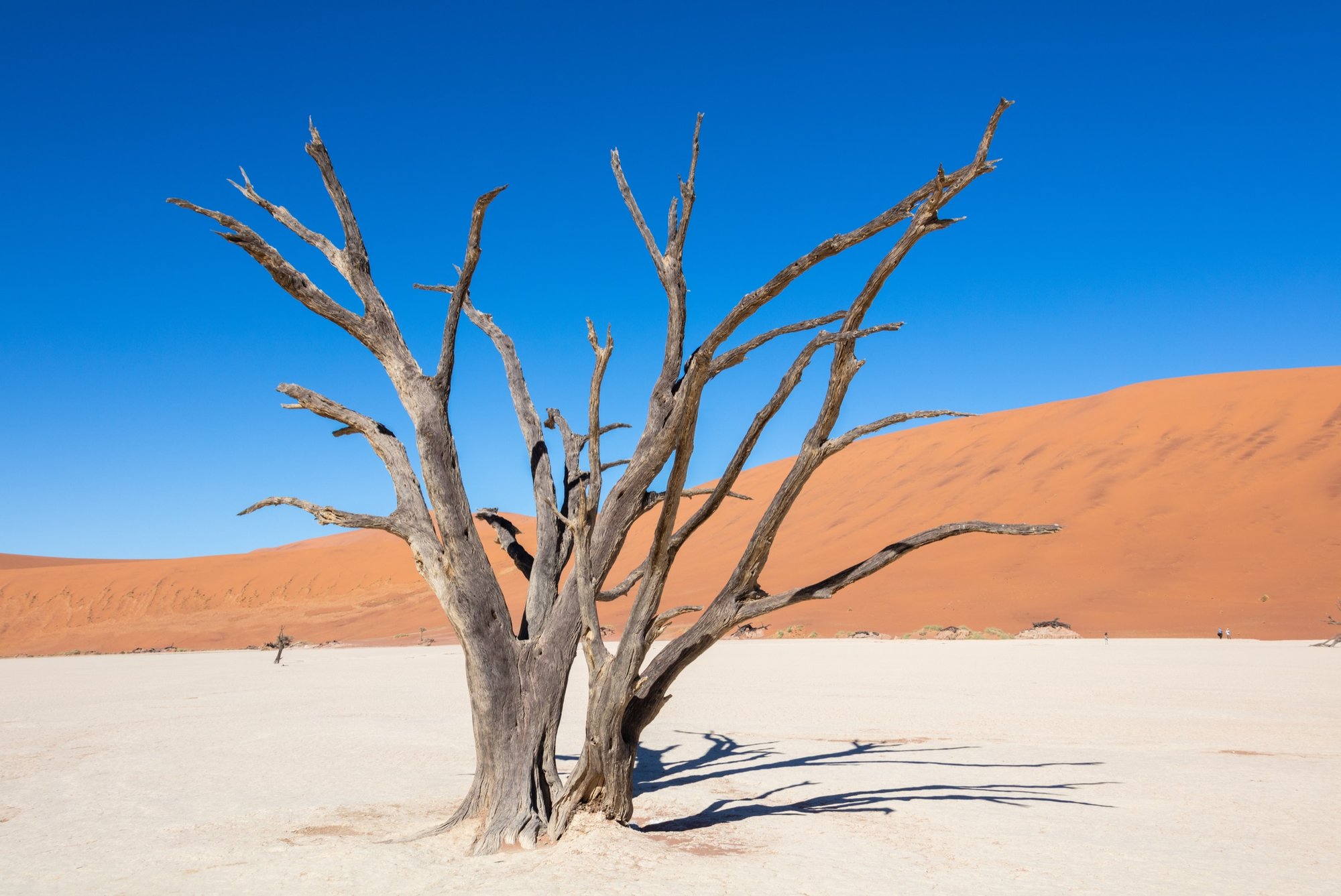The ancient camel-thorn trees of Deadvlei against the red dunes of Sossusvlei, Namibia