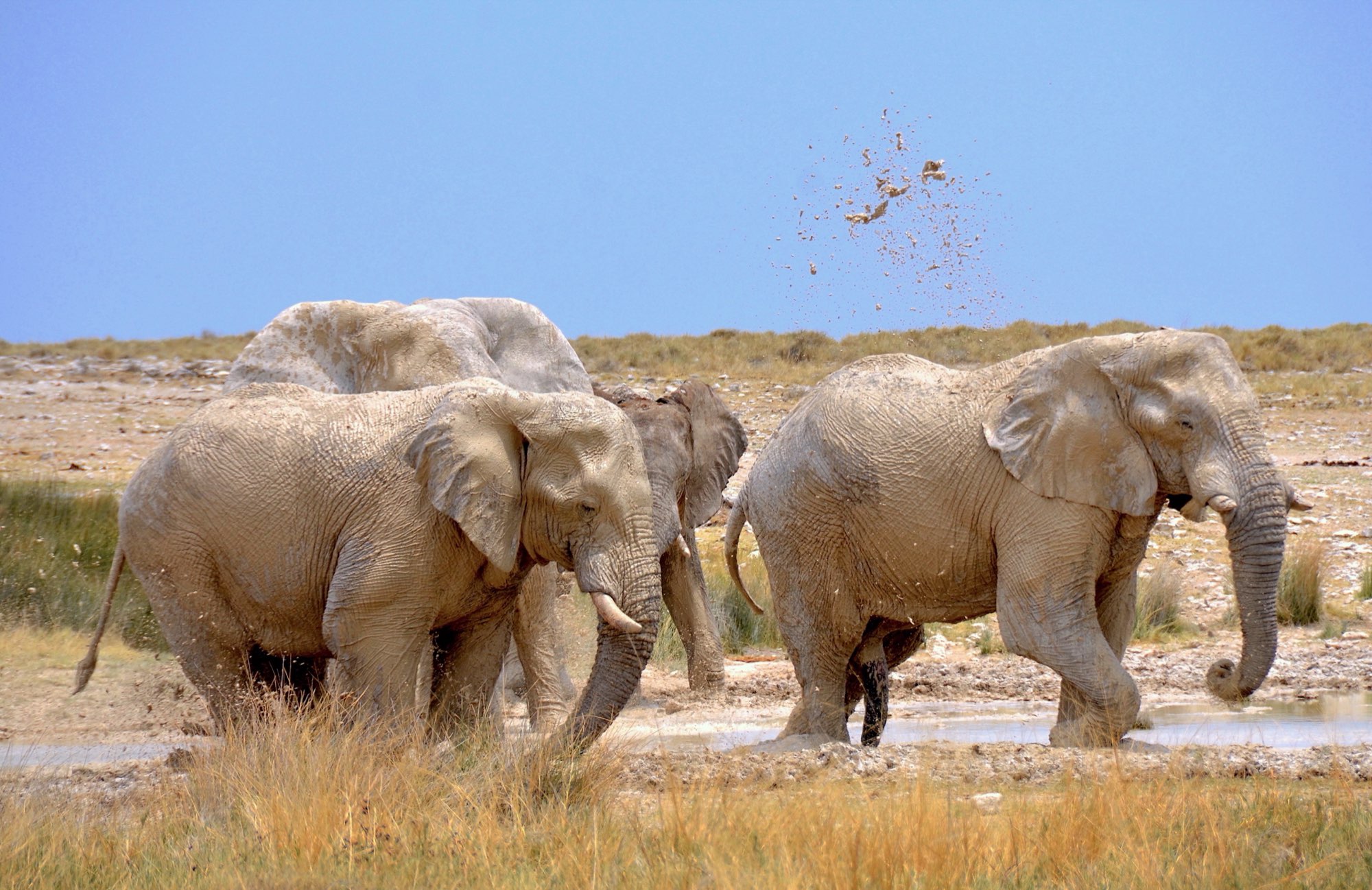 Wildlife gathered at a waterhole in Etosha National Park, Namibia