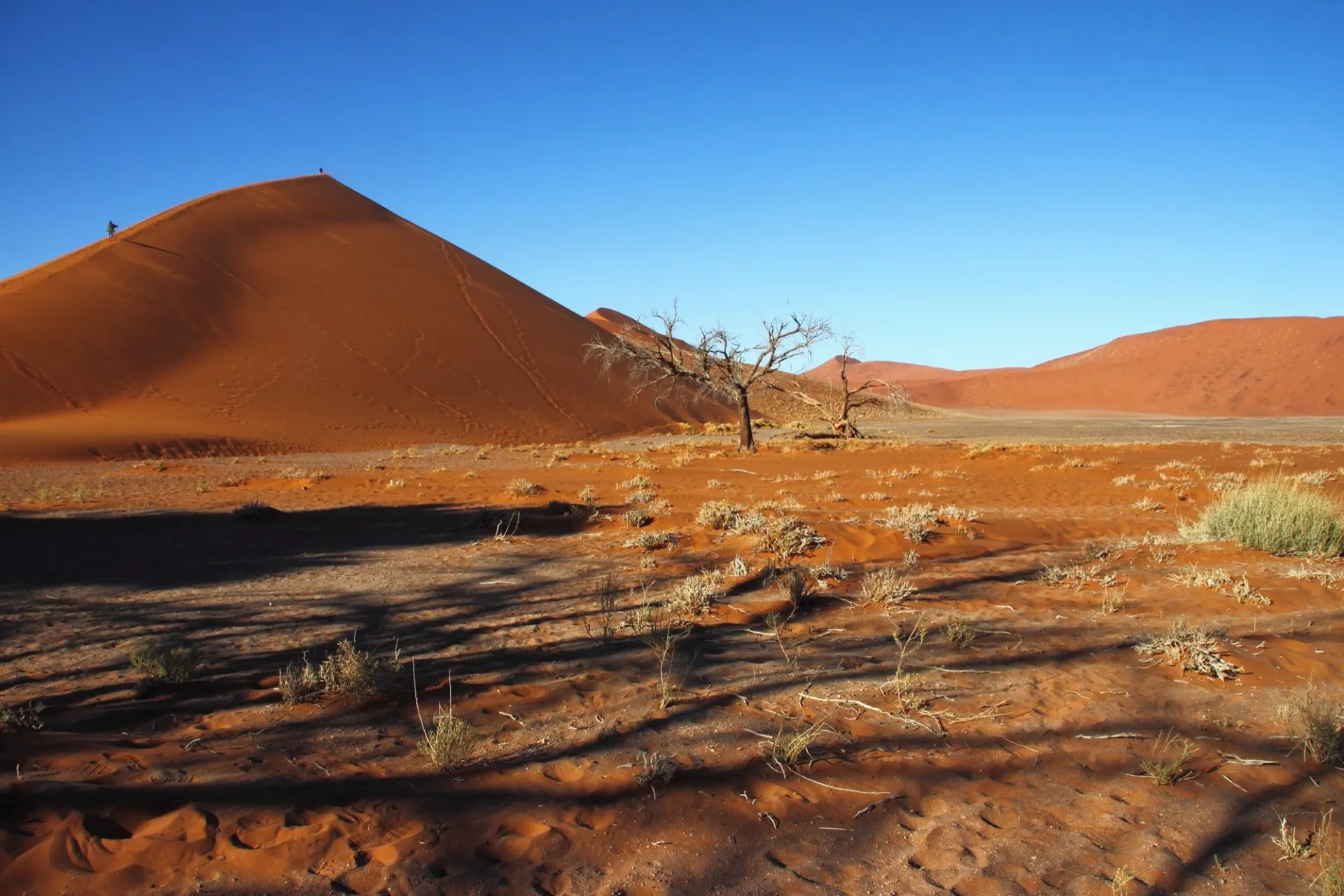 The red dunes of Sossusvlei at sunrise, Namib-Naukluft, Namibia