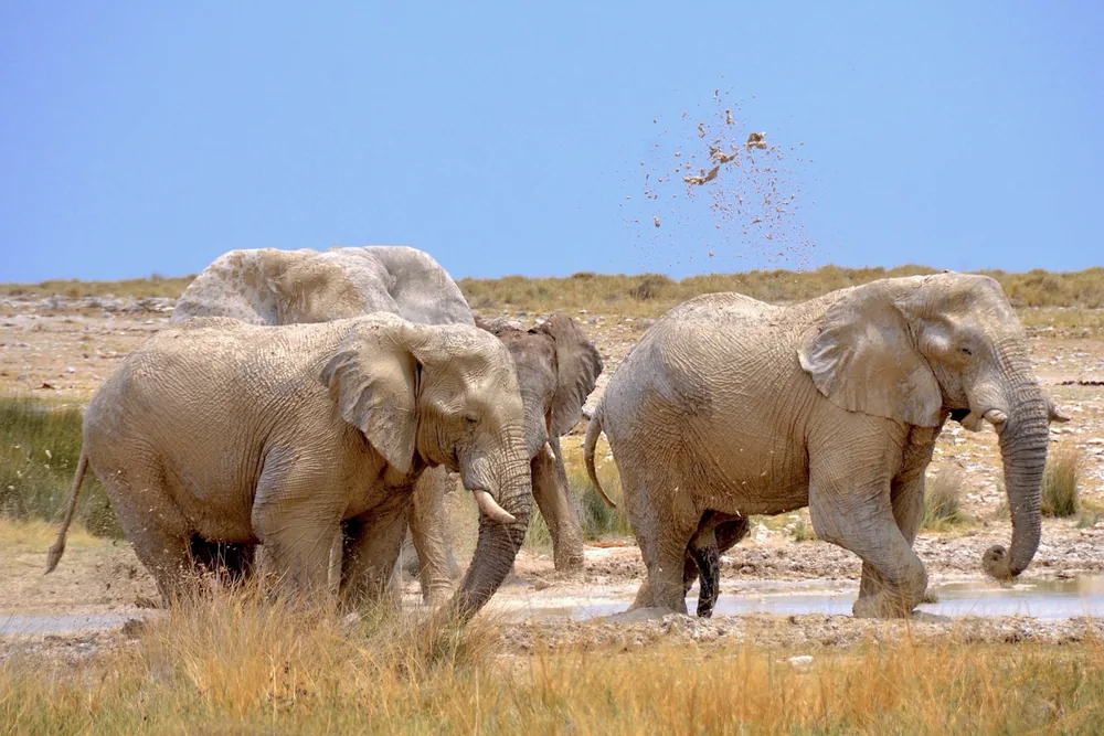Elephants at a muddy waterhole in Etosha