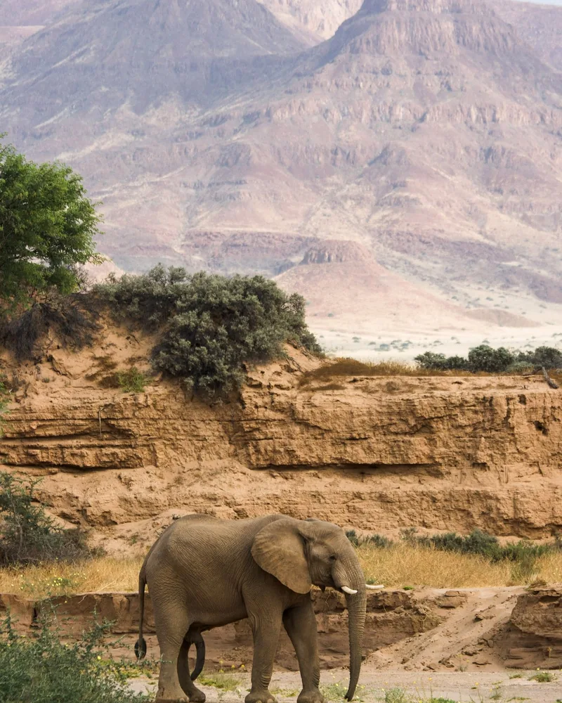 A desert-adapted elephant standing in a dry riverbed below sandstone cliffs in Damaraland