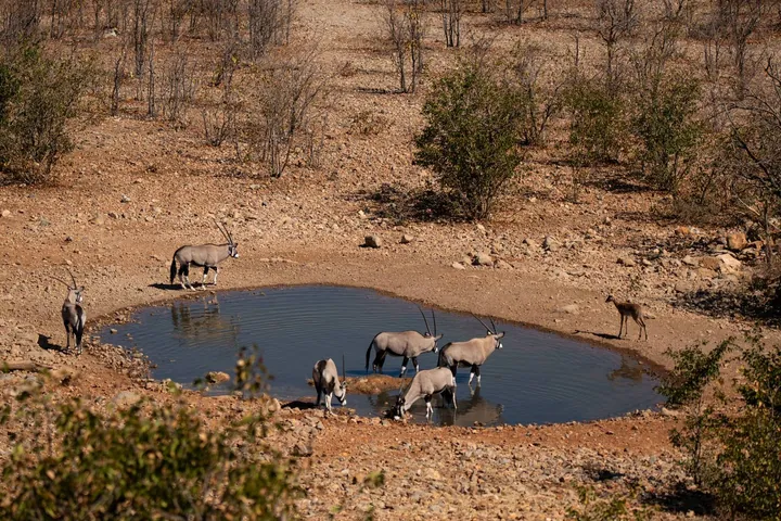 Oryx and zebra at a waterhole near Ongava Lodge