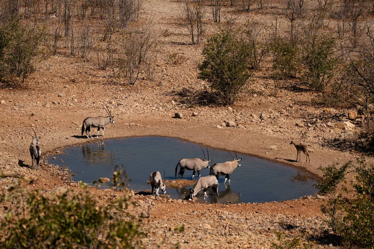 Oryx and zebra at the waterhole on the Ongava reserve, on Etosha's edge