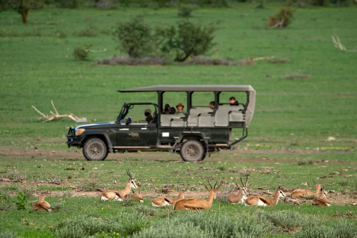 A game-drive vehicle on the green plain at Ongava after the rains, with springbok in the grass