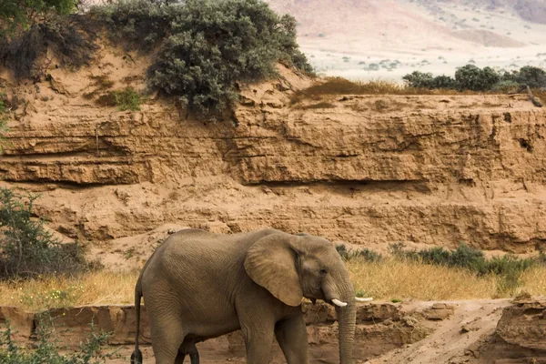 A desert elephant in a dry riverbed below the cliffs of Damaraland