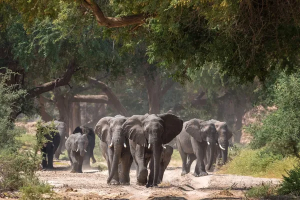 A herd of desert-adapted elephants walking through shade near Damaraland Camp