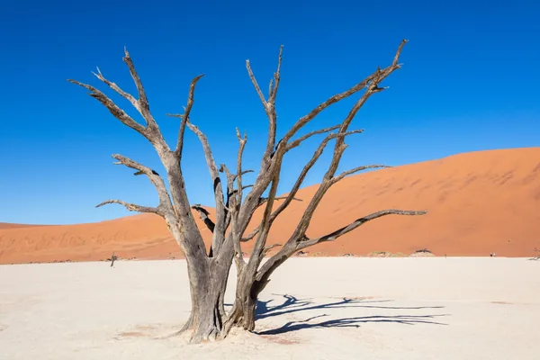 A dead camelthorn tree on the white clay pan of Dead Vlei