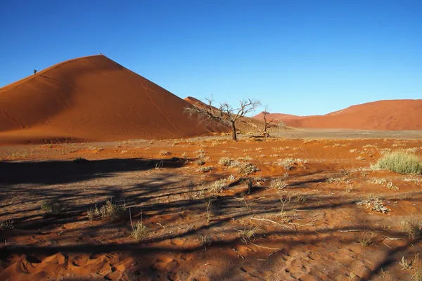 A red Sossusvlei dune above the dry desert floor, with a lone tree