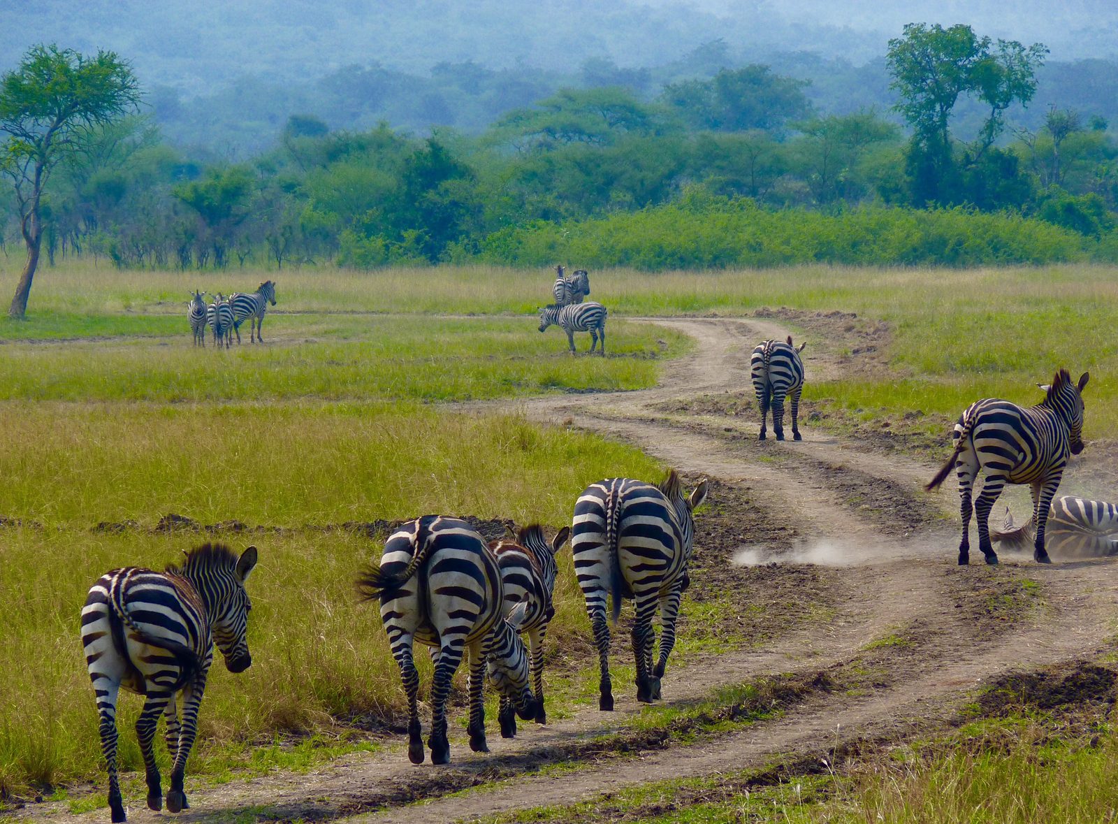 Zebra herd on the savannah in Akagera National Park