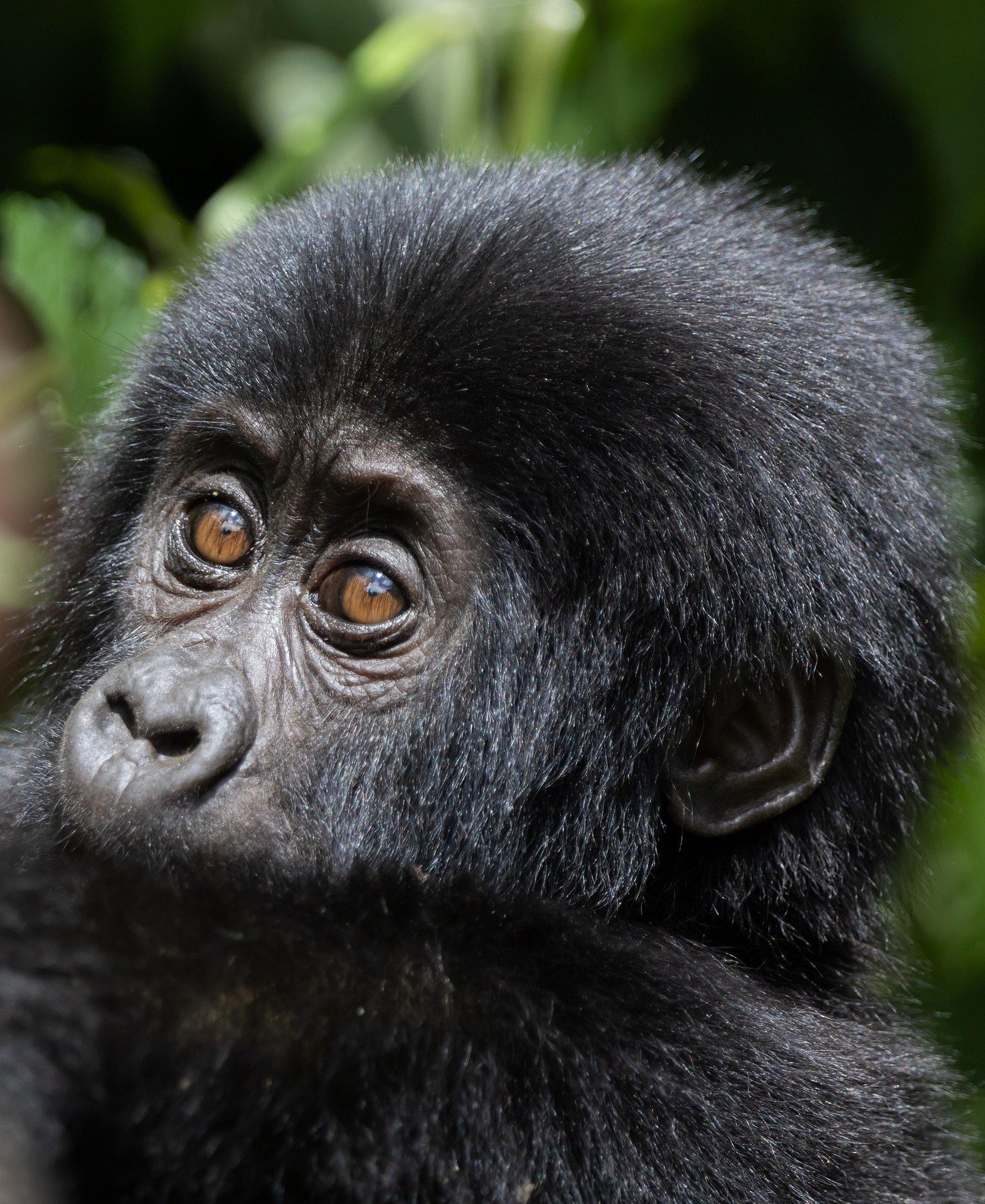 A young mountain gorilla in the forest