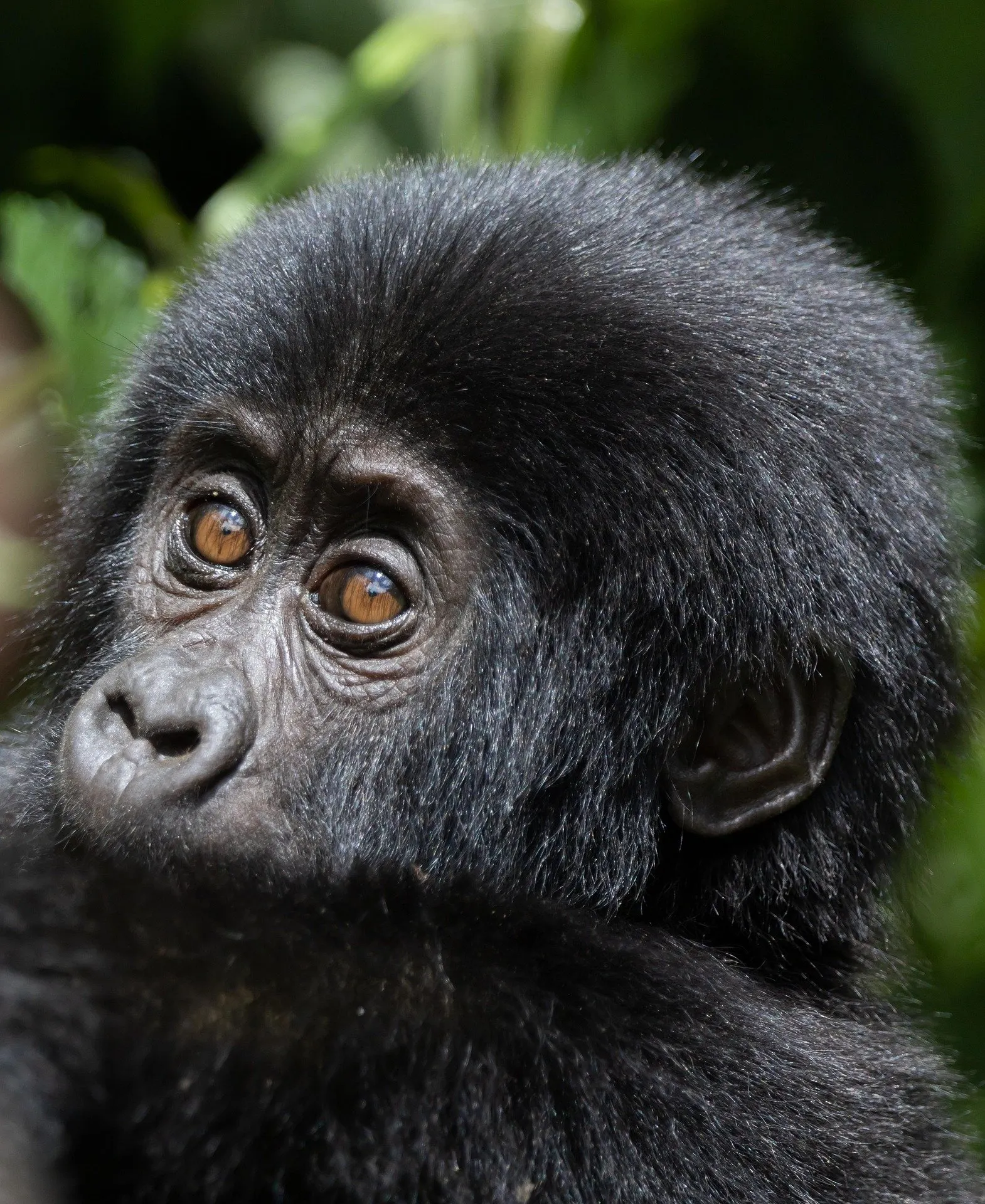 Rwanda gorilla trekking cost