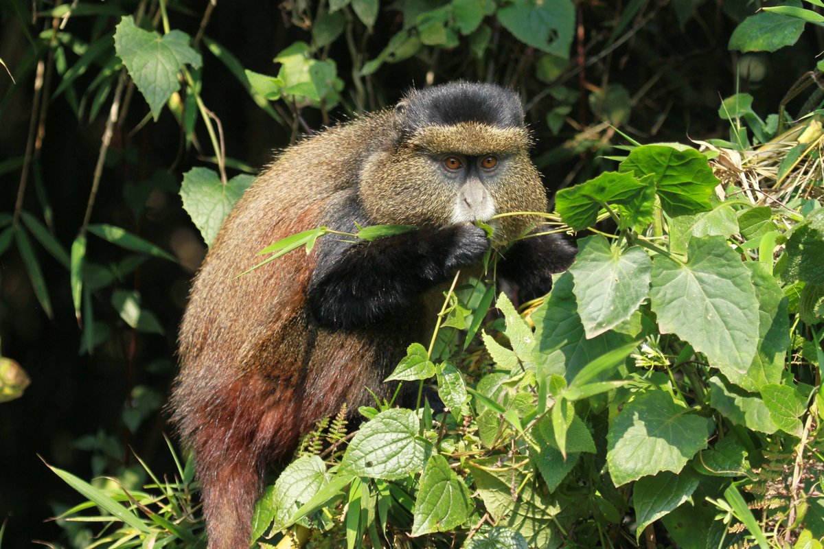Golden Monkey Tracking