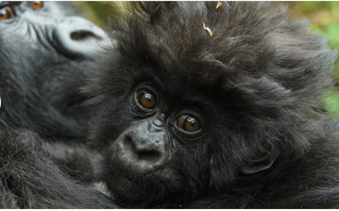 Young mountain gorilla in Rwanda's Volcanoes National Park