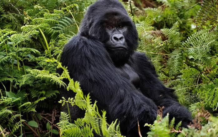 A mountain gorilla in Volcanoes National Park