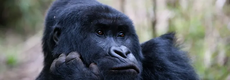 Rwanda Gorilla Trekking Cost: An Australian's Guide