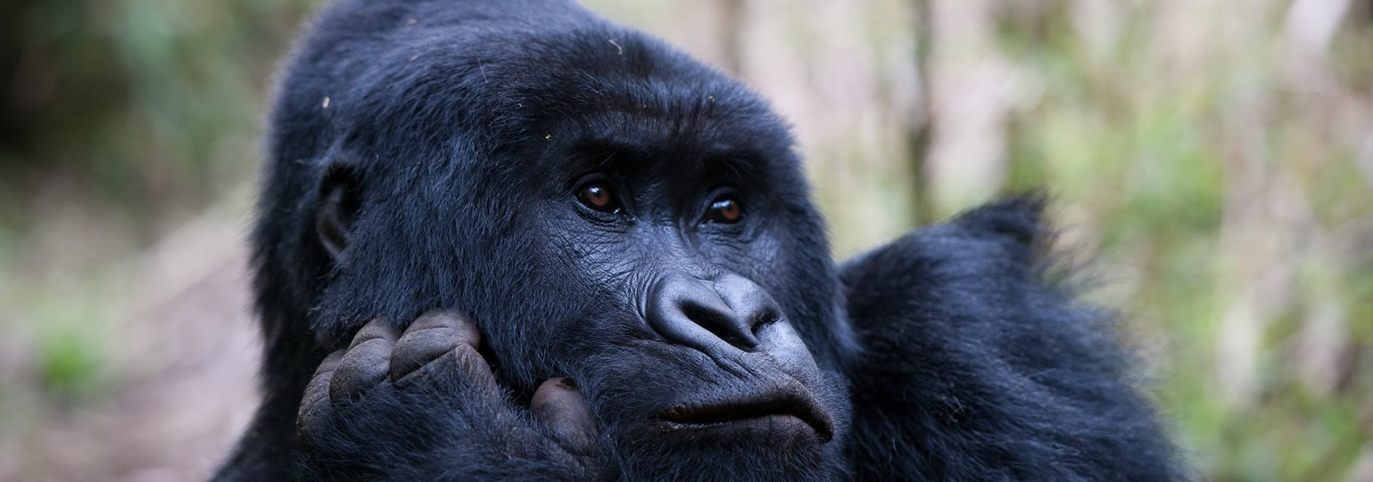 How much Rwanda gorilla trekking costs