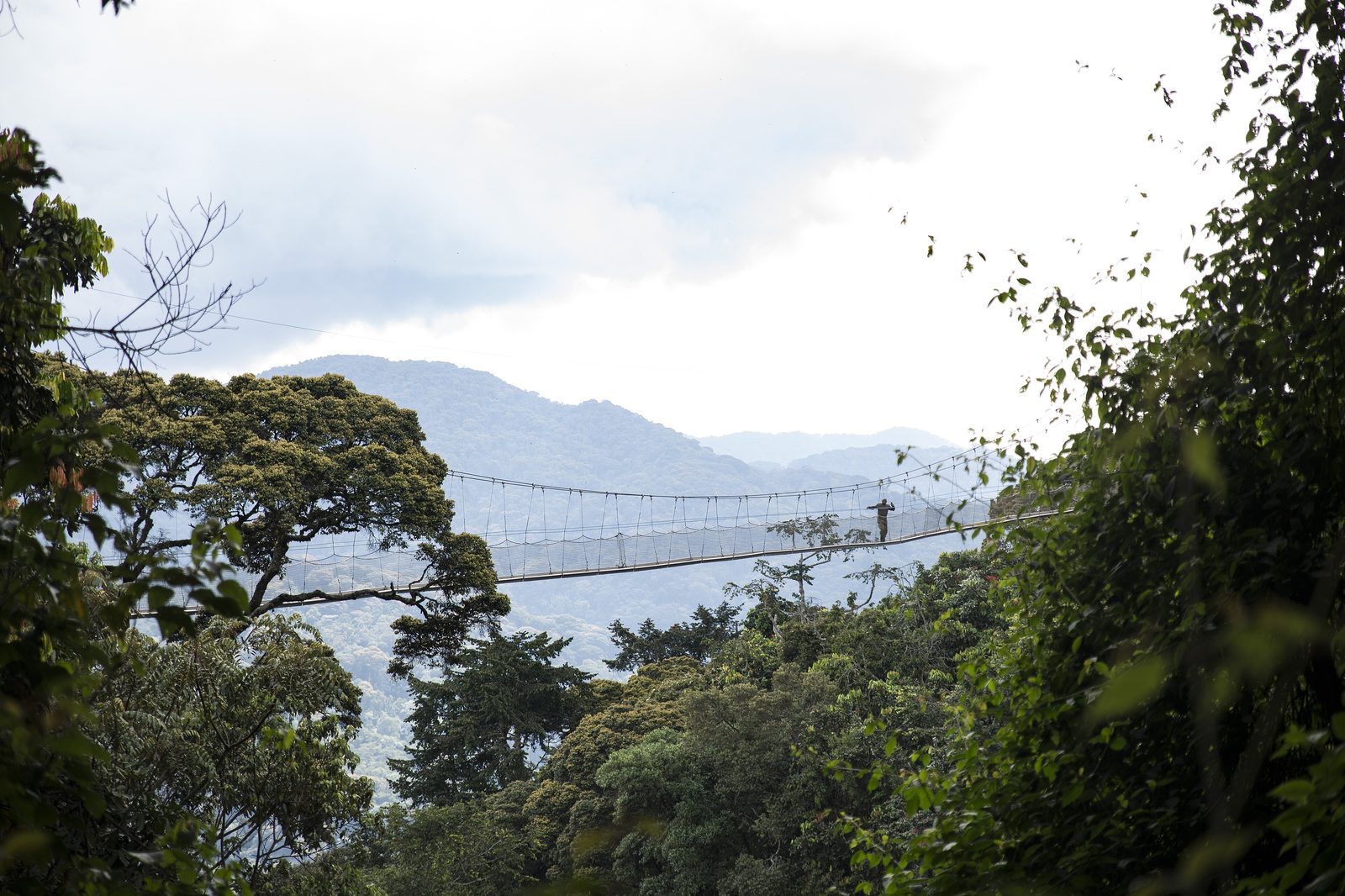 The Nyungwe canopy walkway over the rainforest
