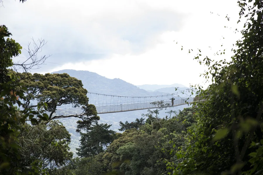 The Nyungwe canopy walkway over the rainforest