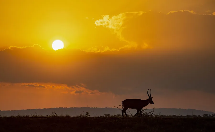 An antelope silhouetted at sunset on the plains of Akagera National Park