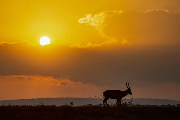 An antelope silhouetted against the sunset on the Akagera plains