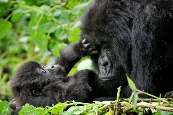 A mother gorilla and her infant in Rwanda