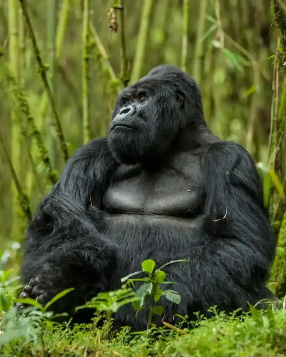 A silverback mountain gorilla sitting in the bamboo of Volcanoes National Park