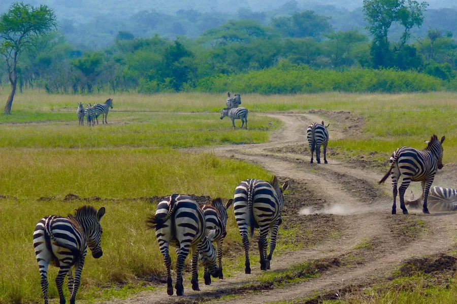 Zebra on a track through green grassland in Akagera National Park