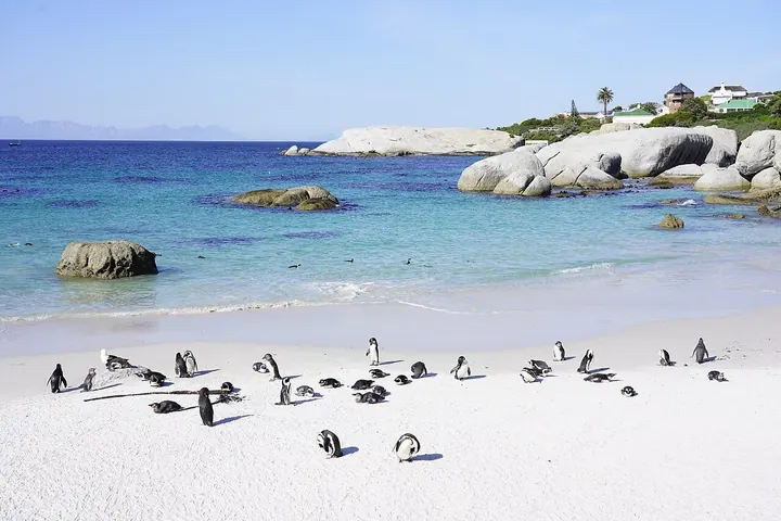 African penguins on the white sand at Boulders Beach