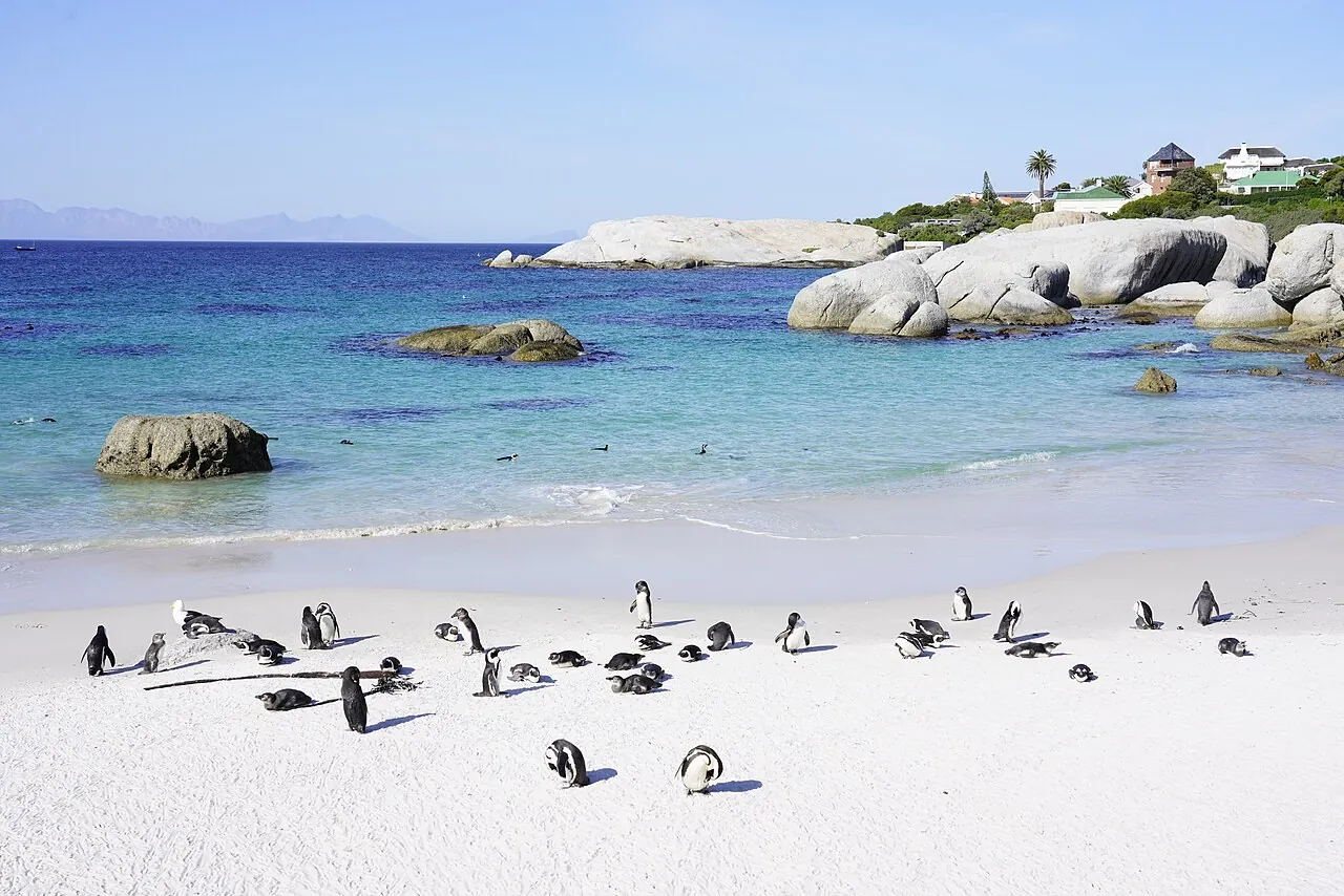 African penguins on Boulders Beach
