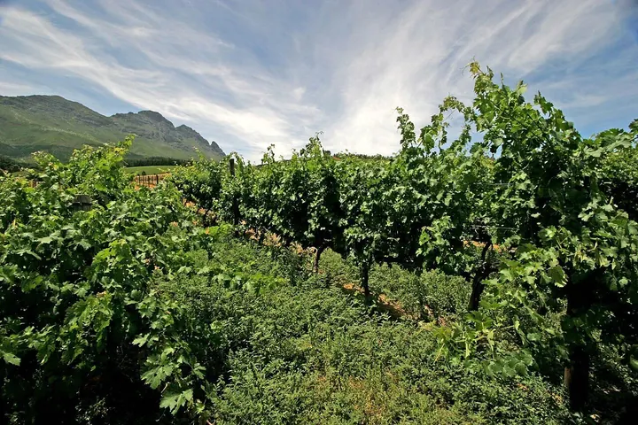 Vines with mountains behind on a Stellenbosch wine estate