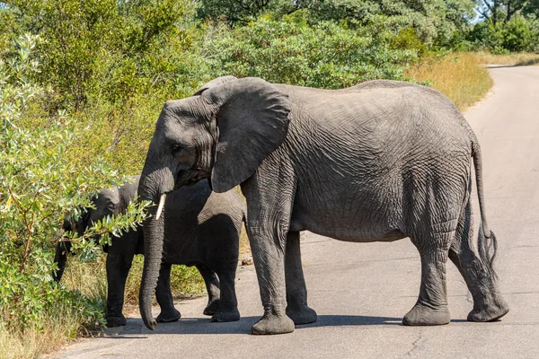 An elephant and her calf crossing a road in Kruger
