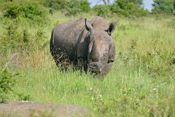 A white rhino grazing in green bush