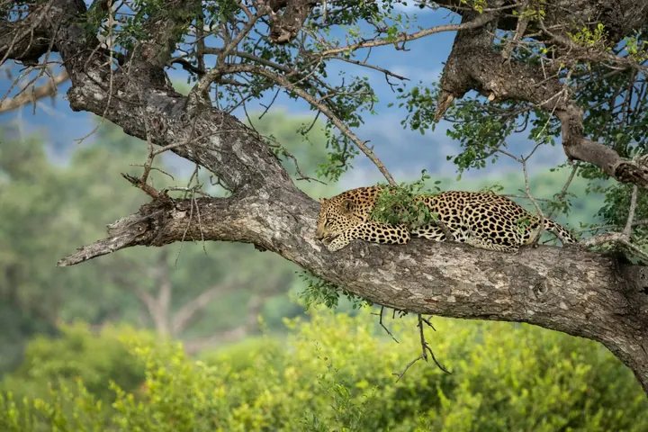 Leopard resting on a tree branch in the Sabi Sand, South Africa