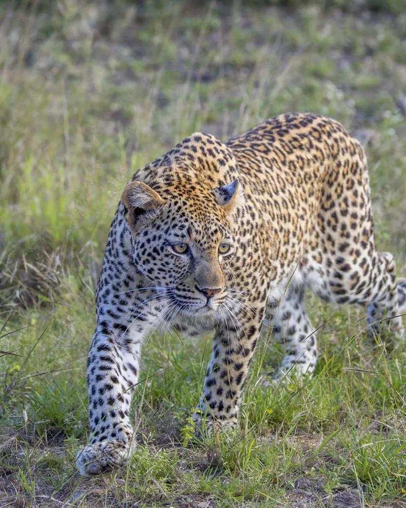 A leopard walking through the grass in the Kruger lowveld