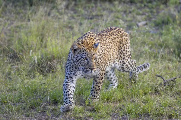 A leopard walking through the grass in the Kruger lowveld