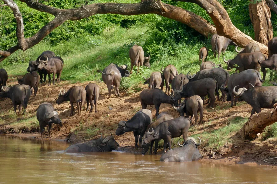 A buffalo herd drinking at a river in Kruger