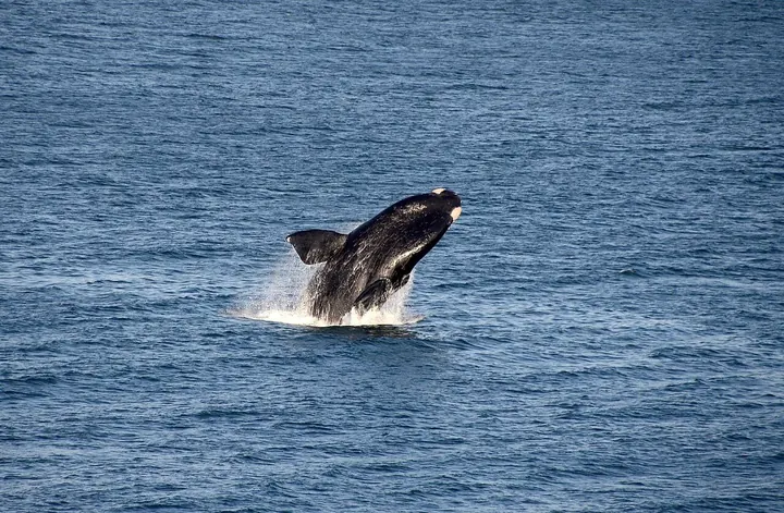 A southern right whale breaching in the sea off South Africa
