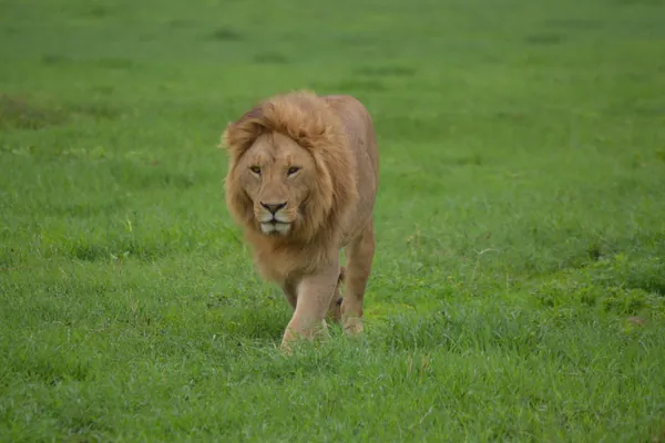 A lion walking across the floor of Ngorongoro Crater