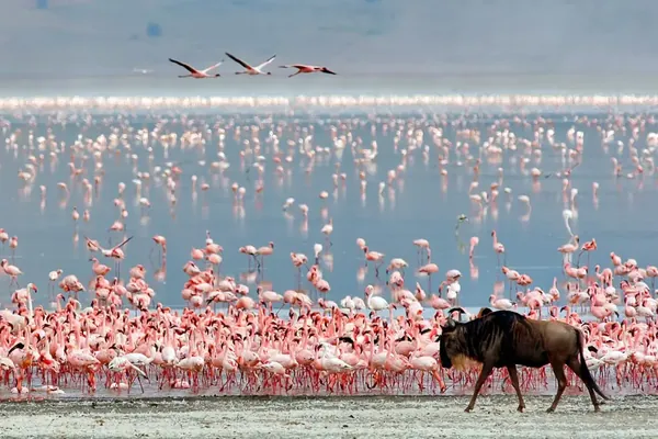 Flamingos on the crater's soda lake