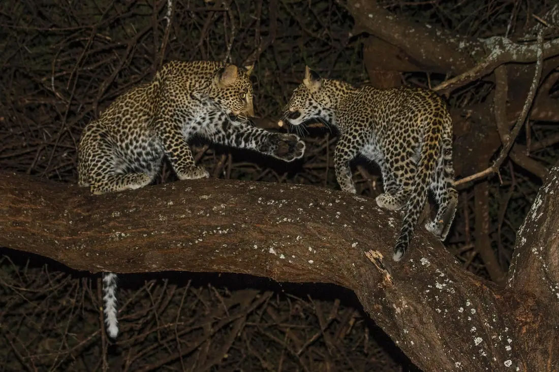 Two leopard cubs on a branch, lit by the guide's spotlight on a night drive in northern Tanzania