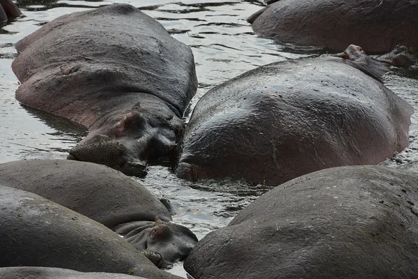 A pod of hippos packed into a pool in Nyerere National Park