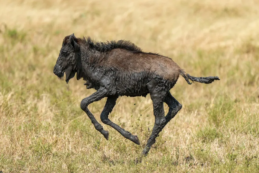 A newborn wildebeest calf running on the southern Serengeti plains