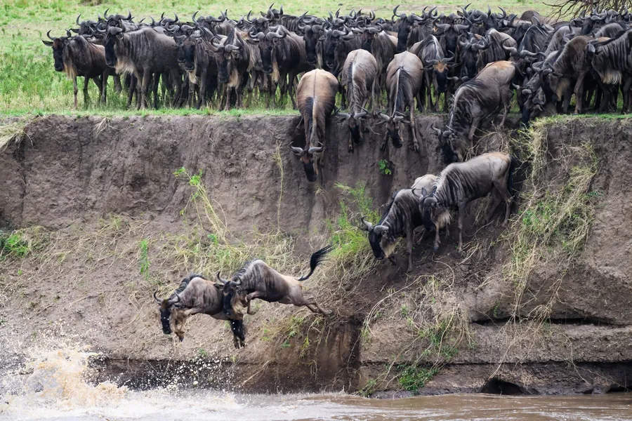 Wildebeest plunging down the bank into the Mara River during a crossing
