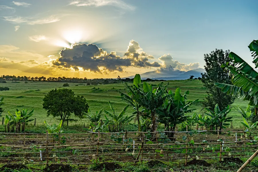 Green farmland and a dramatic sky at sunrise near Karatu in the Ngorongoro highlands