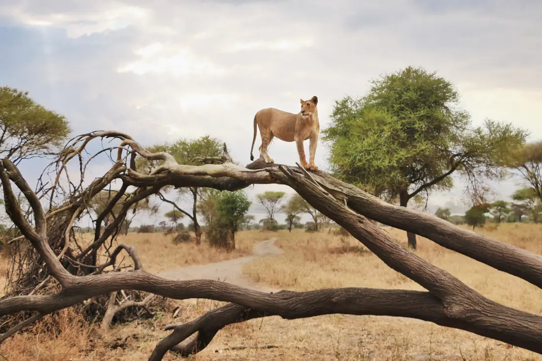 A lioness standing on a fallen tree on the Serengeti plains