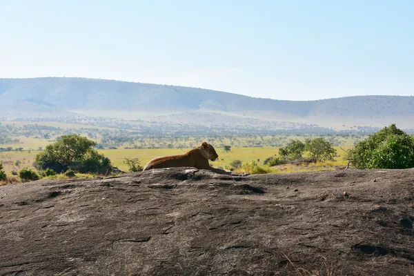A lioness on a Serengeti kopje